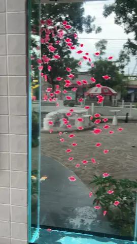 … #bumrbee #graden #caloccanh #tiktok #cacanh 