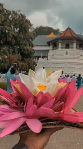 🌸🙏 #දළදා_මාලිගාව #mahanuwara#kandy #නුවර_අපි #pixel6 #foryou #viral #tiktok #fyp #d_tharindu🎭  #thari_ndu 