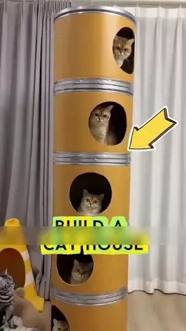 This cat doesn_t like the mini bed #fypviral #cat #catsoftiktok #fyp #unitedstatesofamerica🇺🇸 