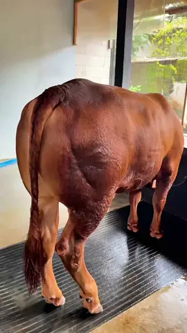 sapi jumbo #sapijumbo #sapikontes #kontes #pedetsuper #sapiviral 