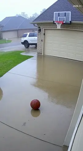 Bear dunks cat #bear #cay# sora #fyp #viral