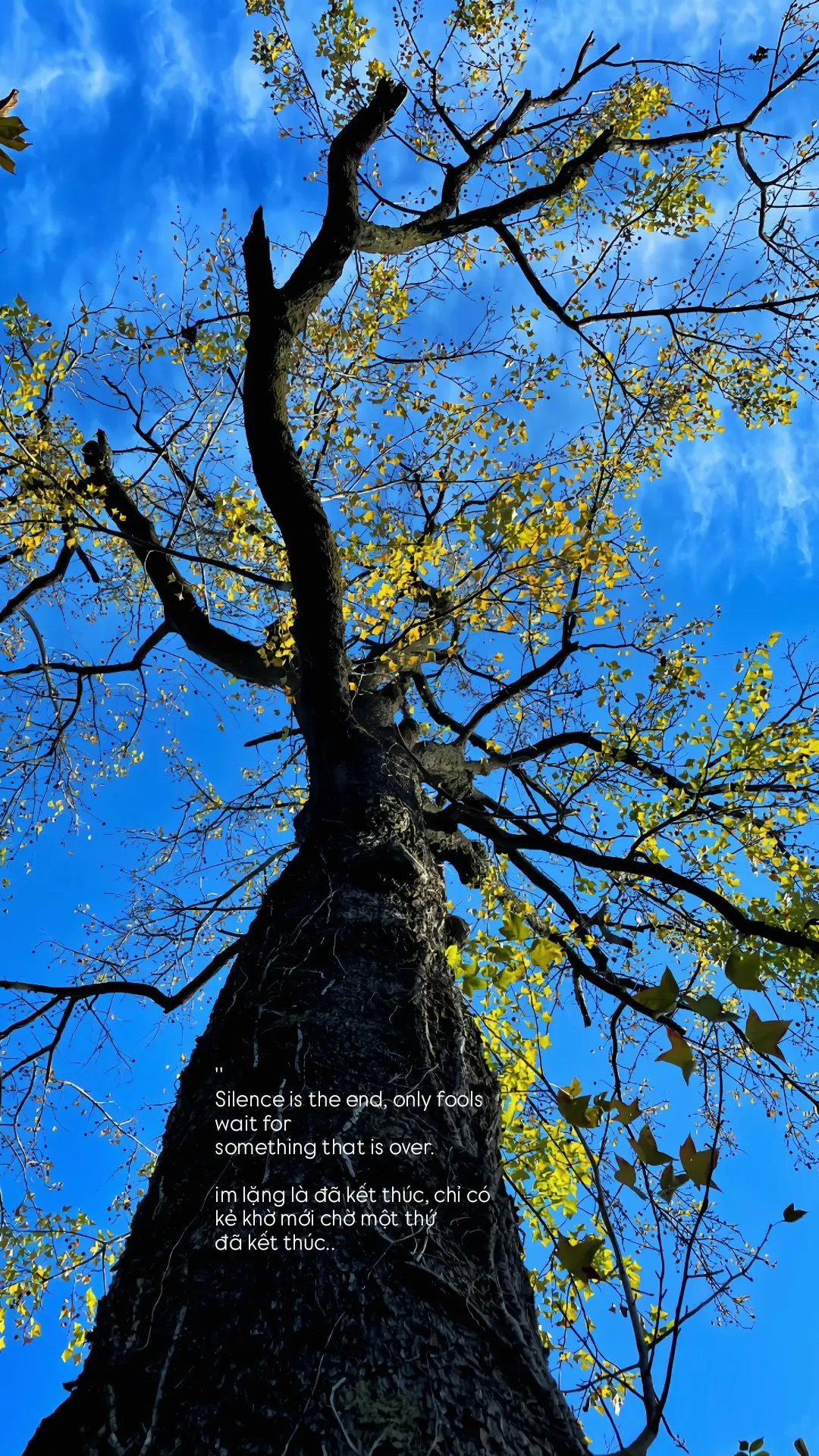 Silence is the end, only fools wait for something that is over...