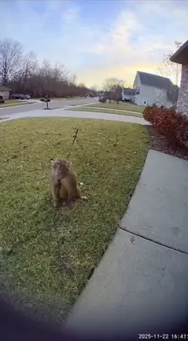 #sora2 #ai #viral #liljeff #fyp 