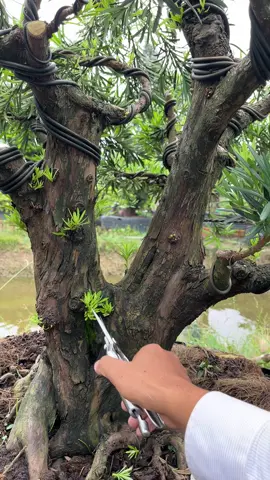 #tunglahan #tunglahanbonsai #bonsai #tùnglahanbonsai #câybonsai 