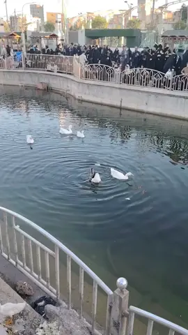 #ياصاحب_الزمان_ادركنا #اللهم_صل_على_محمد_وآل_محمد #كربلاء_مدينة_العشق_والعاشقين #فاطمه_الزهراء_عليها_السلام_💔 #استشهاد_فاطمه_الزهراء_ع_كسر_ظلعها_😭 