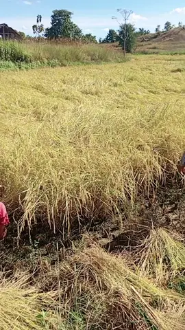 #ဘဝသမားတွေပါဗျာ💞💞 