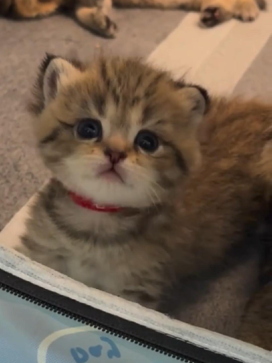 MONTAGEM MIAU MIAU TRANSLATEEE #hypercats #gato #GATO #miaumiau🐈 #cat #supercats #miau #montagemiau #meowmeow #gatitos #aymigatitomiaumiau #gatito #fyp #trend #aymigatito #sillykitty #kitten #kitty