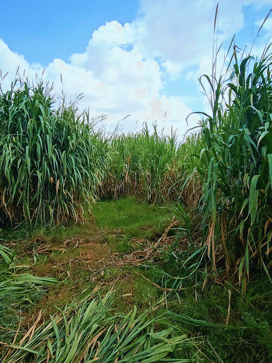 cooska super Napier grass 🌾🌾.... #coos #shaqo #calfka #afgoye #somalitiktok 