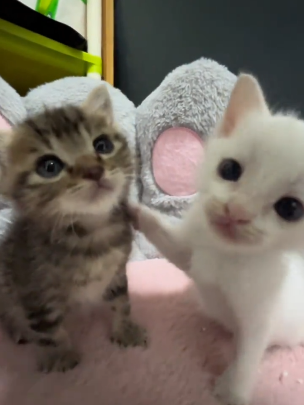 So cute #cutecat #pet #kucing #kitty #funny 