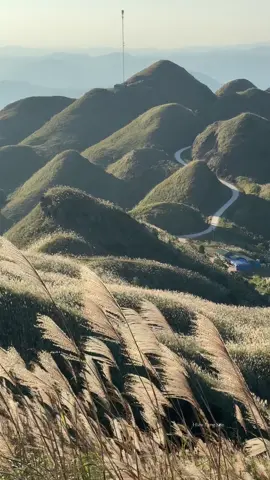 Thiên đường cỏ lau cột mốc 1297 Bắc xa Đình lập -Lạng Sơn .#hiềnthúyshop #hiềnlạngsơn #hiềnthuýls #phaidấucuộctìn #cộtmốc1297 