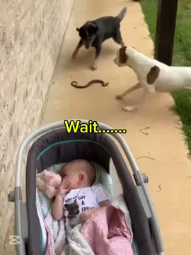 #creatorsearchinsights The dogs made a surprise for their owner #viral #fyp #tiktok #trending 