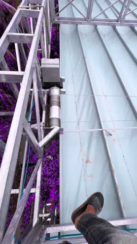 maichethongminh#maibatmientay #maichemientay 