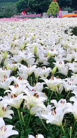 #Flor de lirio #pureza  #amor #elegancia  #belleza  💖🌺 