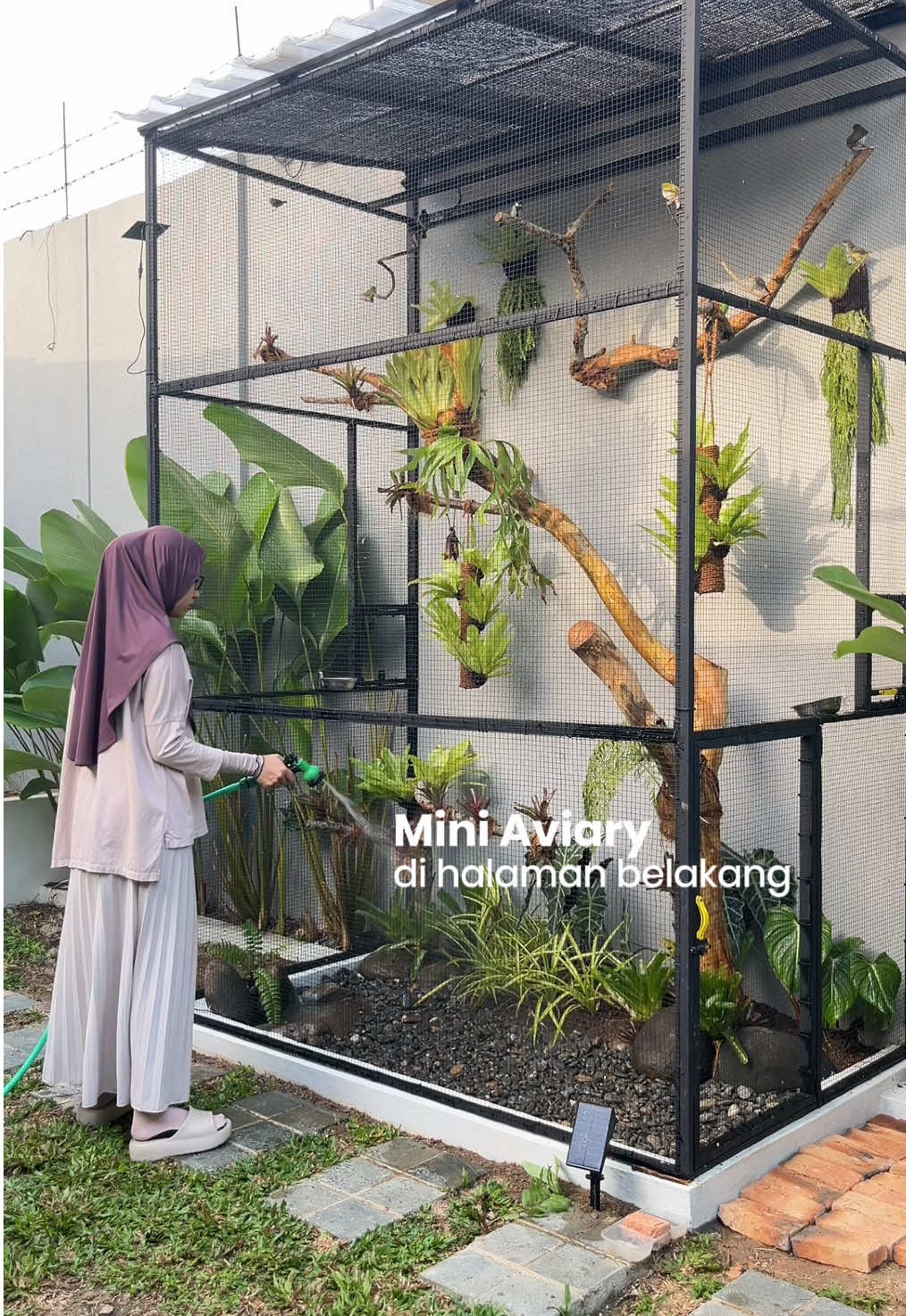 🕊️ Mini aviary di halaman belakang rumah — project kecil wishlist-nya si bapak suami. Mulai dari proses bikin, ukuran, isi tanaman dan burung, sampai budget-nya aku spill tipis-tipis di video ya.  Kalau ada yg mau tanya lebih detail, boleh banget dm atau komen ☺️ Semoga bisa jadi inspirasi buat yang mau bikin juga✨🌿 #miniaviary #aviary #tamanrumah #halamanbelakang #inspirasirumah 