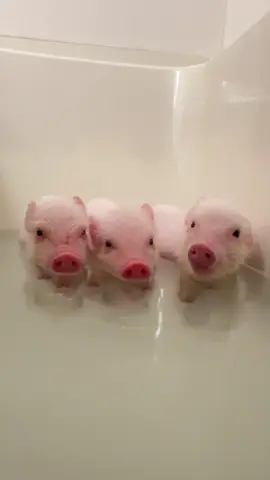 あったかくて眠くなっちゃう。#マイクロブタ #マイクロブタカフェ #micropig #pig #minipig