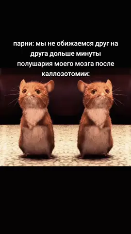 лoбoтoмия звучала бы смешнее но это немного другое REAL SITUATION #жиза #лоботомия #каллозотомия #медицина #психиатрия #мем #угар 