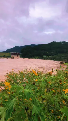 Công sức của Ba Mẹ sau dòng nước lũ #2025 #dran 