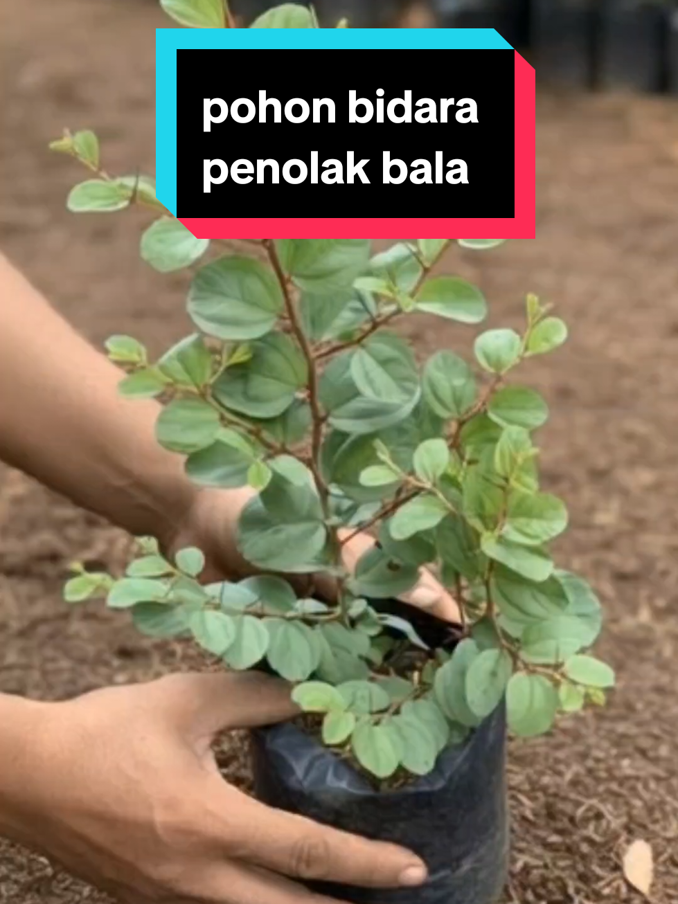 Pohon bidara arab ampuh penolak bala #bidaraarab #bibitbidaraarab #bidara #bidaraasli #gajiansale 