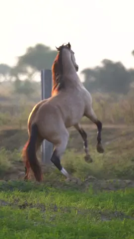 #hsn_tiwana #viral #reels #foryou #trendiing 