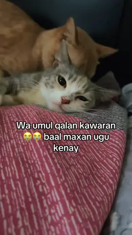 #somali #catlover #ginniladdiesroutine #somalitiktok12 