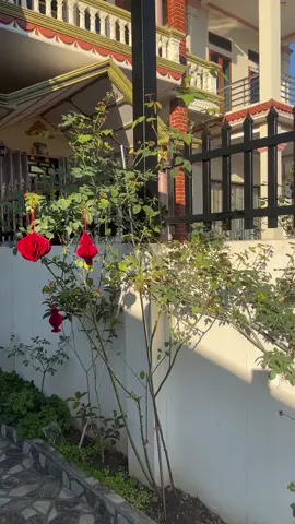 Cầu giấy  treo tết đẹp  mẫu mã phong phú#xuhuong #trangtritet 