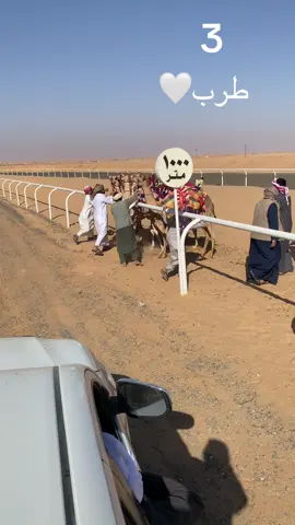 #تفحيم_هجن #الهجن_العربية_الاصيلة 