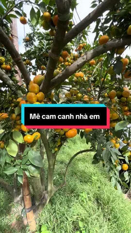 Vườn cam canh đẹp như mơ#hoaquangon #xuhuongtiktok #camcanhlucngan #cupcut #TikTokAwardsVN 