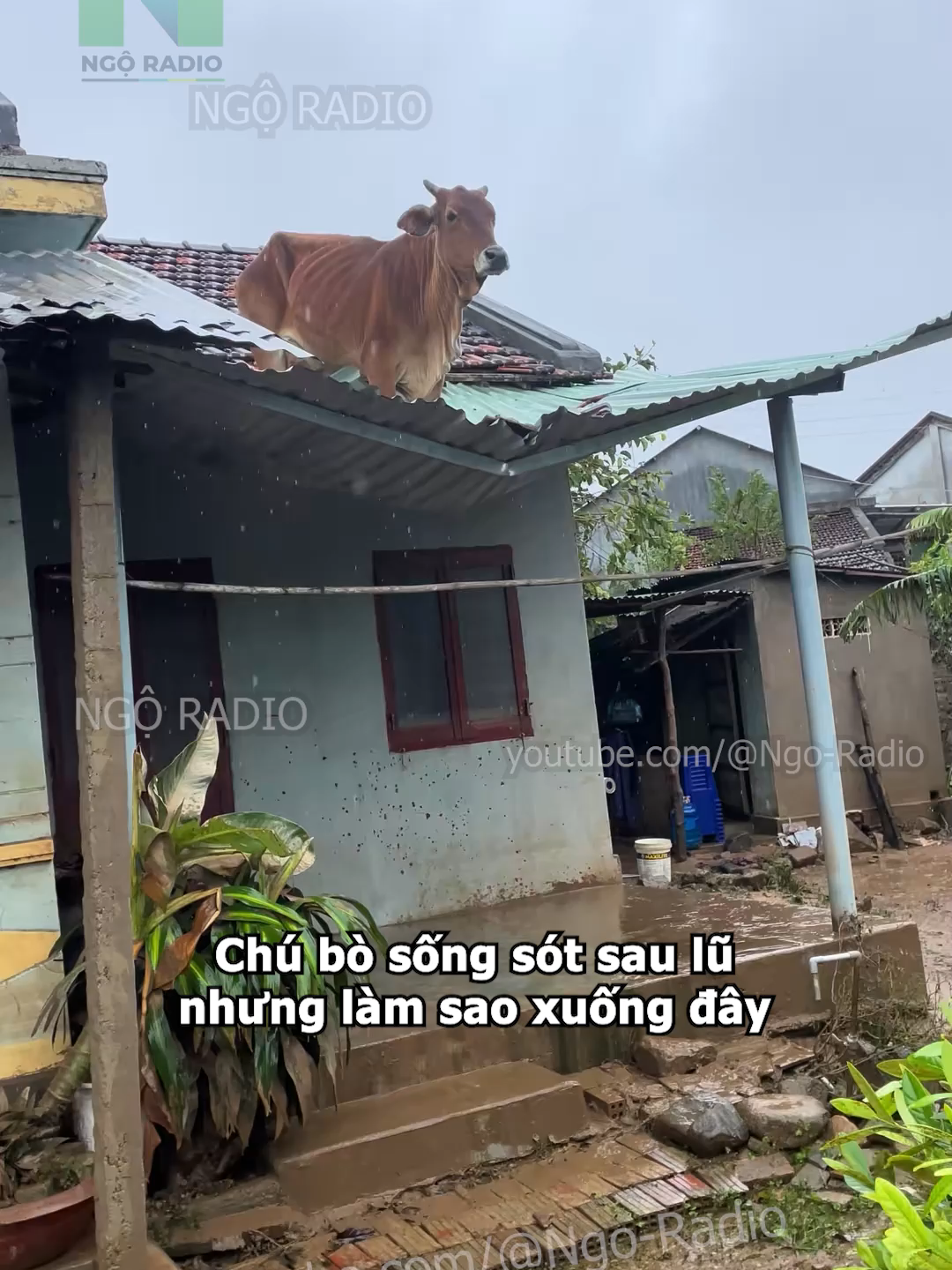 Chú bò sống sót sau lũ nhưng làm sao xuống đây#cuocsong #ngoradio #tintuc #viraltiktok #ngaplut