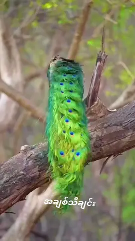 မျိုးကျော့မြိုင်ဂရုသီချင်းလေးပါ#အချစ်သီချင်း #အားပေးသူတိုင်းကိုကျေးဇူးတင်ပါတယ်❤️❤️❤️❤️ #tiktok #foryou #foryoupage 