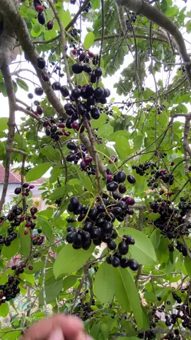 manise poll tenan, koyo senyume awakmu #promomakan1010 #promomakanharian #Pride 