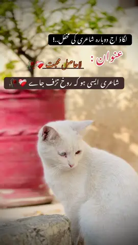 لگاؤ اج دوبارہ شاعری کی مخفل..!❤️‍🩹#foryou #viral #fyppppppppppppppppppppppp #cat #unfreezemyacount @Zain Abbas 🖤🥷🏻 
