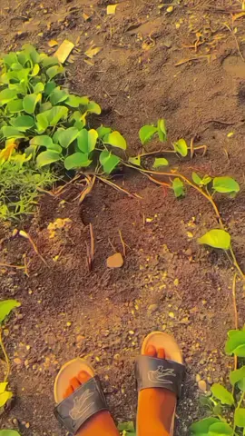 #lagutimur #storytimur #sunsetvibes #sunset #soundtimur 