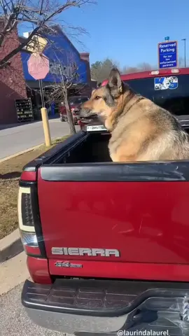 #funnyanimals #funnypets #doglovers #tiktokgracioso #failvideo 