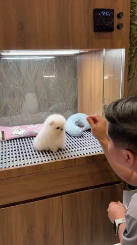 PAANO nga ba ang tamang pagpapaligo ng mga micro/ teacup dog? Para mapanatili naming sobrang bango, AMOY PETALS nasa basket and shampoo 🪻🫧