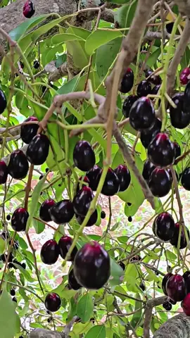 anggur jawa rasnya mantap di dada.#tubanjatim #rafyphapus #anggurjawa #trndingtikyok #jaduwalfyptiktok2025 