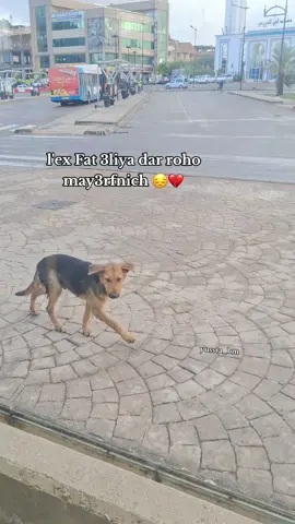 #trendingvideo #constantine #الشعب_الصيني_ماله_حل😂😂 #fyppppp #fypp 