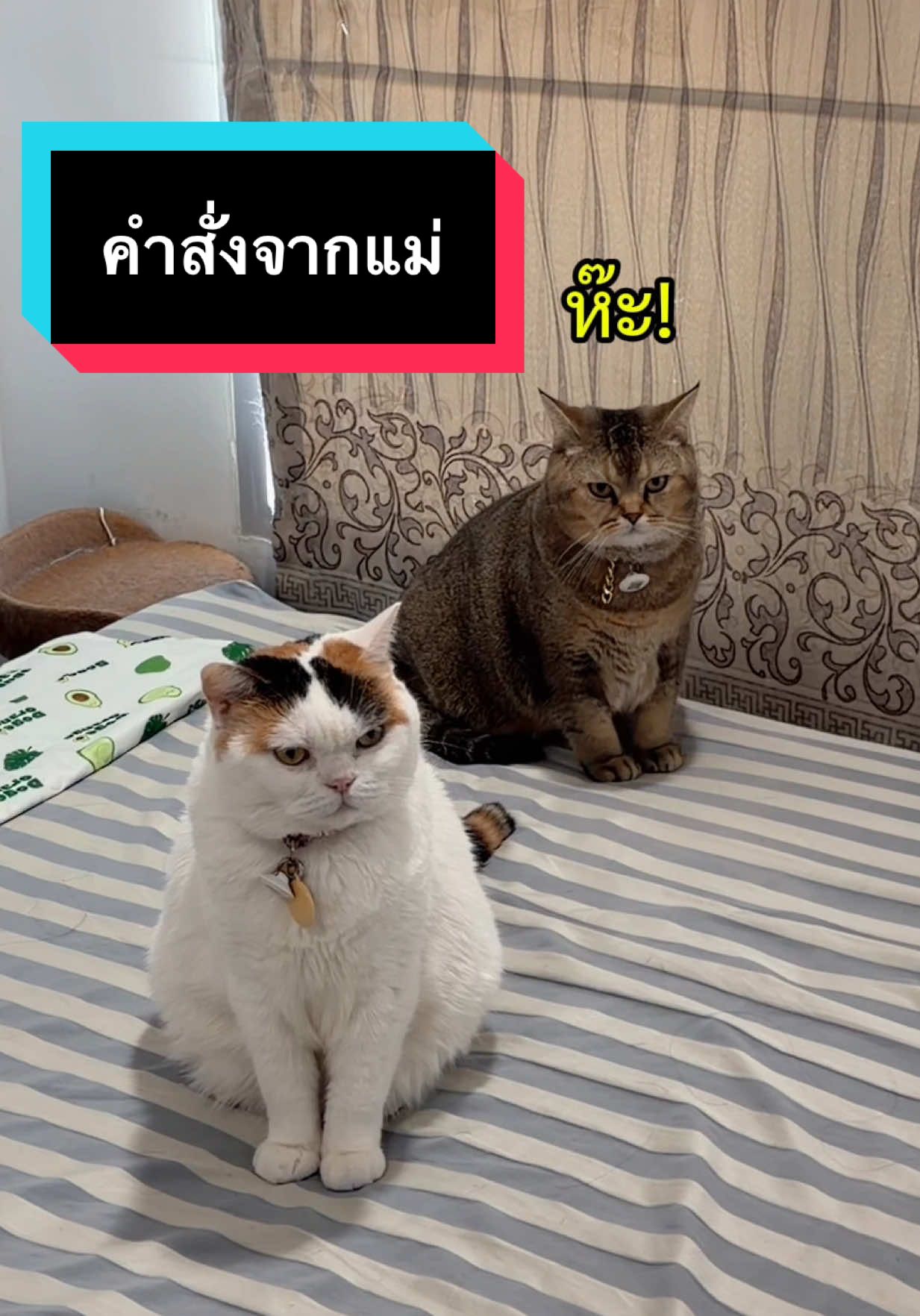 คำสั่งประกาศิตจากแม่ #มูมินแมวเหนียง #มู้ดดึ้แมวแสบ #แมวน่ารัก #แมวอ้วน #สวนสัตว์tiktok