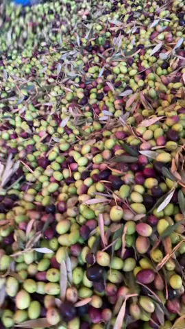 #زيت_زيتون #قلعةالسراغنة #العطاوية ##للطلب المرجو التواصل على الرقم 0705136208