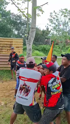 #sapibalap #anaksonarjunior #sonarmudateam #tradisimadura #kandangviral 