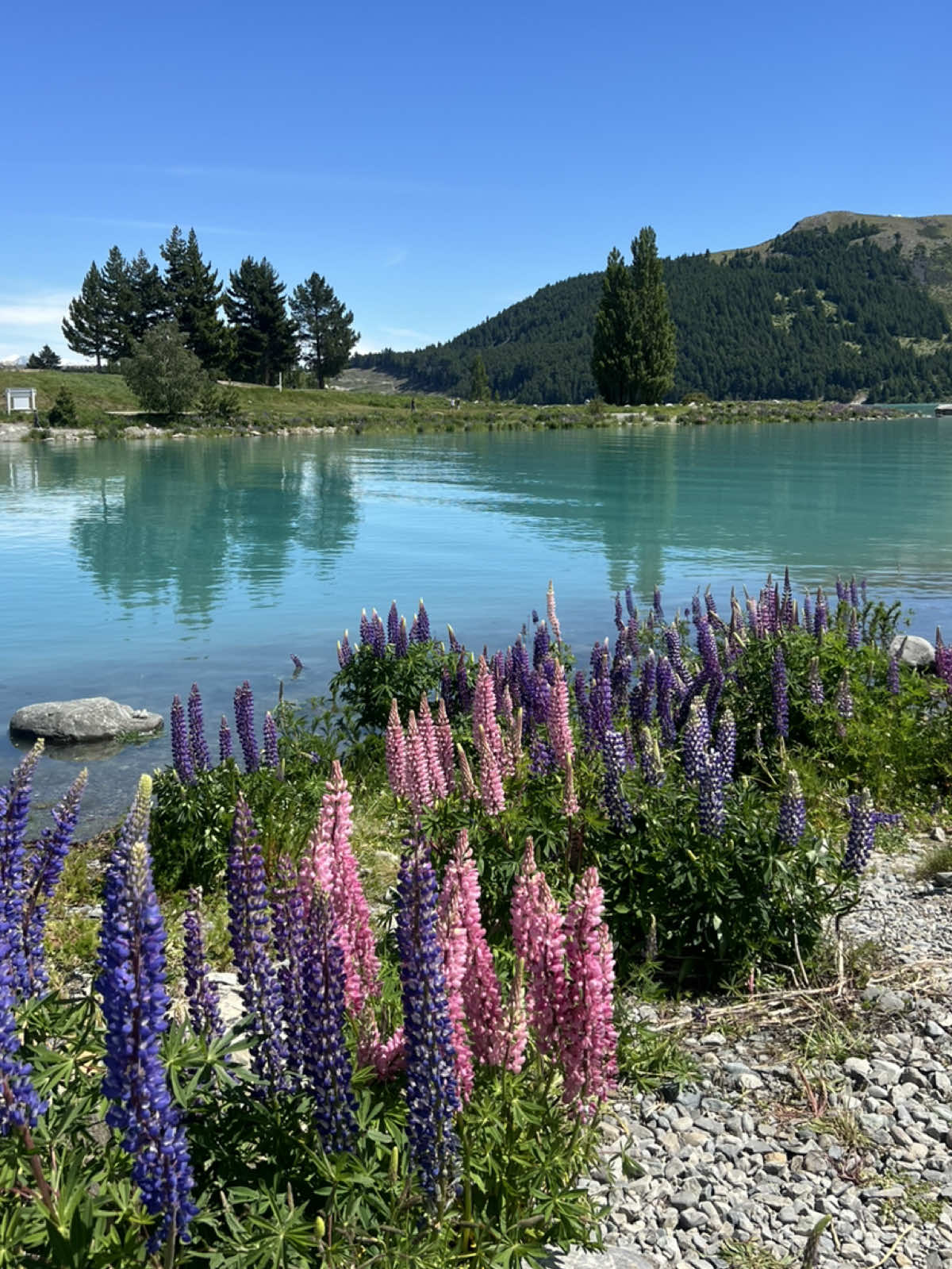 Cannot deal with how beautiful it is here the colour of that water tho 🥹 #newzealand #traveltiktok #traveltips #travelideas #travel 