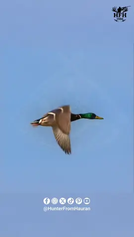 #بط #بط_خضري #صياد_من_حوران #HFH #HunterFromHauran 