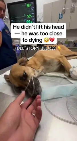 When I saw him on that metal vet table, my heart stopped. His little body was shaking uncontrollably, his breaths shallow and uneven — like every inhale might be the last one he’d ever take. His eyes were half-open, unfocused, glazed with fear and exhaustion. The vet whispered that he was extremely weak, and I could hear my own breathing shaking behind the camera. I got closer, whispering through tears, “Please baby… don’t leave me.” He didn’t bark. He didn’t cry. He didn’t move. He was too tired… too sick… too close to giving up. 💔 He tried to lift his head once, but it fell straight back down. His paws twitched. His chest rose unevenly. And the silence in that room felt heavier than anything I’ve ever felt. I refused to let him go without a fight. I brought him home, kept him warm, fed him slowly, and began giving him TAILY Collagen, something I found on Amazon that helps rebuild strength, reduce inflammation, and stabilize weak, trembling bodies when they’re at the edge. 👉 https://amzn.to/42xgC8h Little by little, his breathing steadied. The trembling eased. And one morning, he opened his eyes fully — really looking at me… alive again. He didn’t just survive that vet table. He came back because someone didn’t give up on him. ❤️🐾 #dog #dogrescue #dogmom #usa 
