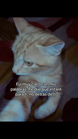Fui muy claro con mis palabras. Te dije que estaré para ti, no detrás de ti 🫩 #facts #gatostiktok #michifactos #factos #paratii 