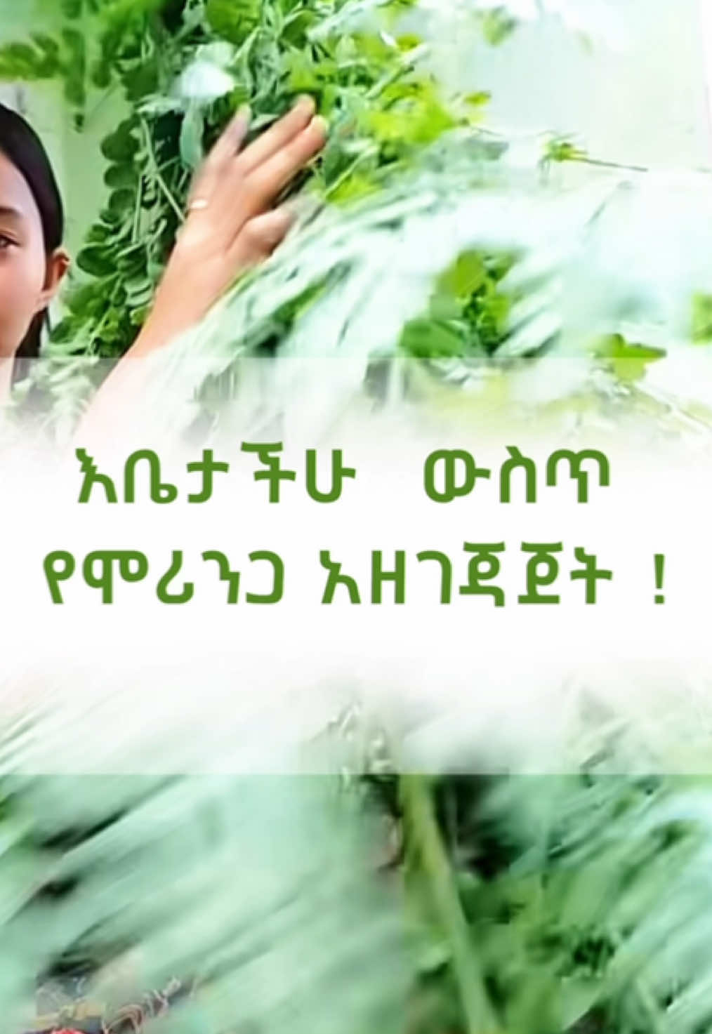 እቤታችሁ ውስጥ የሞሪንጋ አዘገጃጀት !#walle_moringa #ዋሌ_ሞሪንጋ #ሞሪንጋ #ዶሮ_እርባታ 