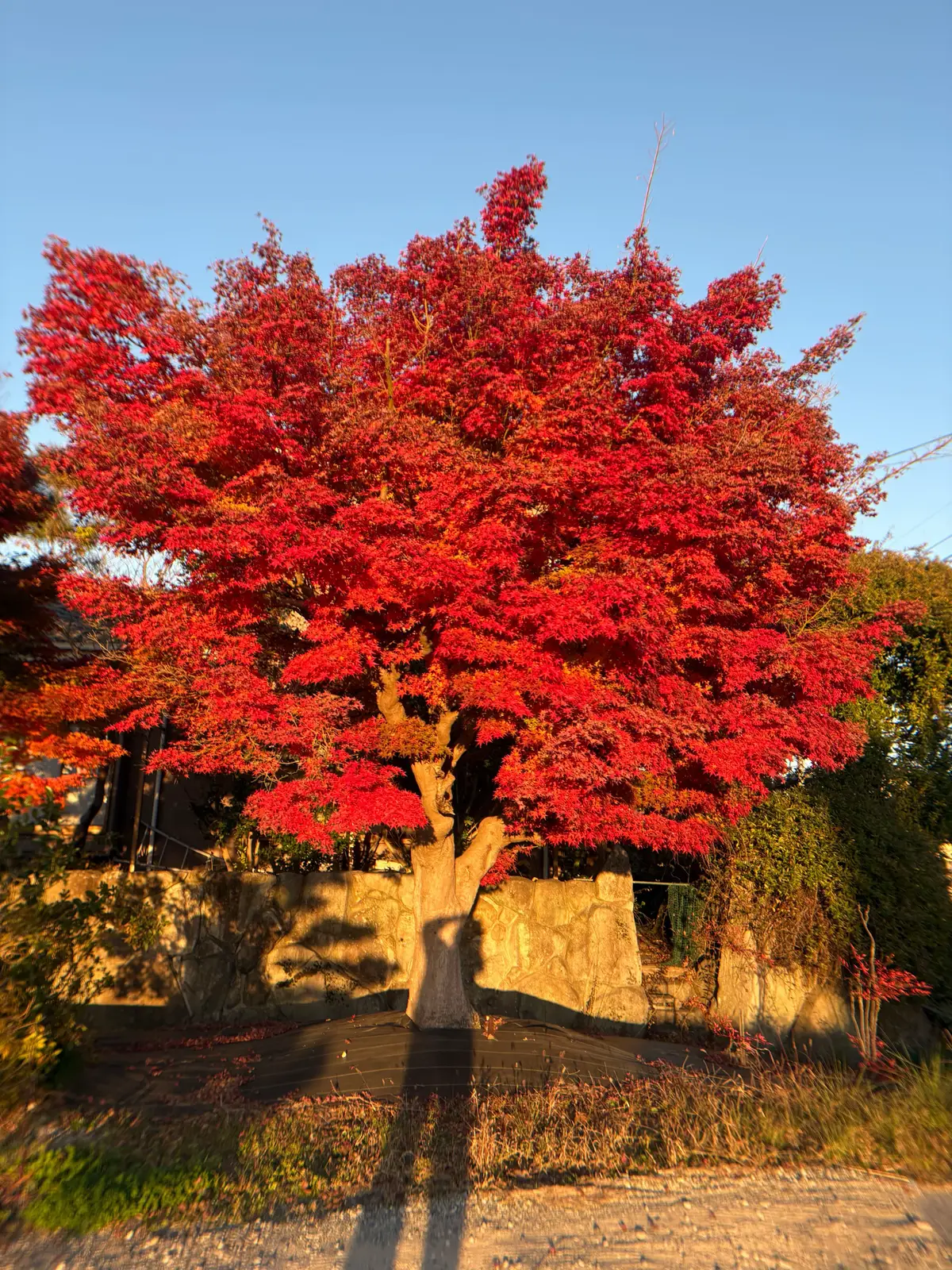 紅葉🍁素晴らしい👍