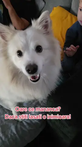 Oare ce mănâncă? #kinderpuppy #fyp #fy #viral #doglove 