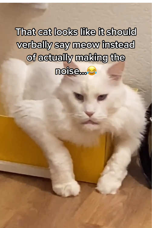 Strange-looking cat. 