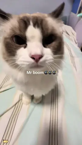 Feel the Calm in seconds with these cat Healing sounds 🥺💗#cat #funny #catsoftiktok #fyp #usa 