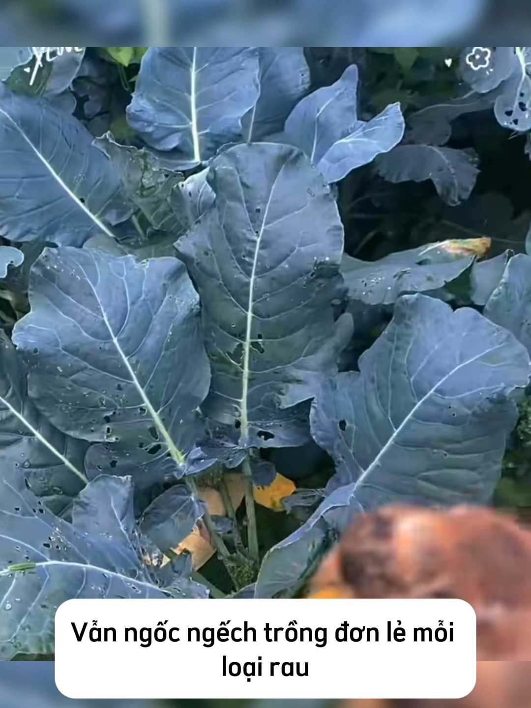 Muốn rau không bị sâu? Nghe tôi chỉ một lần thôi! #meotrongcay #lamvuonvuive #caytrong #trongcay #thichlamvuon #xuhuong #trending #lamvuon #hoagiay #thuysinh #thuycanh