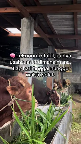 kita usahakan #masukberanda #foryourpage #fyppppppppppppppppppppppp #sobatngaret #peternakmuda 